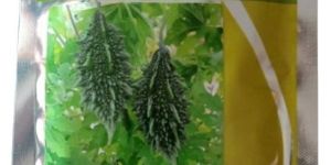 Syngenta Little Champ Bittergourd Seed