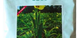 VBH 11 Bhindi Seeds - VNR F1 Hybrid