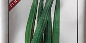 VNR Aarti F1 Ridge Gourd