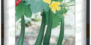 VNR Alok F1 Hybrid Sponge Gourd Seeds