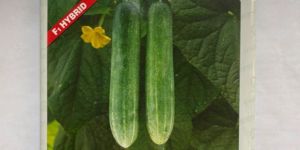VNR Krish F1 Cucumber Seeds