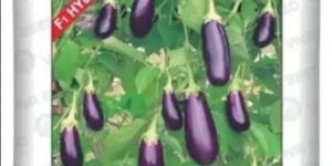 Vnr Navina Brinjal Seeds