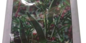 Vnr Okra Deedika Seeds