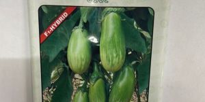 VNR Utkal Brinjal Hybrid Seeds 10 Gm