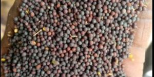 Medium Mustered Seeds