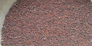 Mustard Seeds