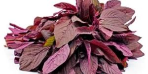 Red Khosola Saga Seeds