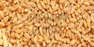 Wheat Seeds