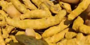 Turmeric Finger