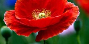 Red Poppy Flower Seeds