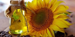Sunflower Carrier Oil
