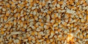 a Grade Yellow Maize
