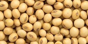 Soyabean Seeds
