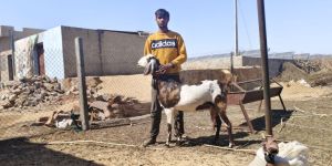 Goats Farming