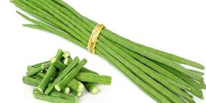 Moringa Drum Stick