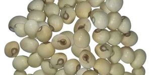 White Rosary Pea Chirmati