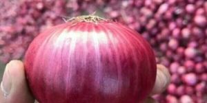Fresh Red Onion
