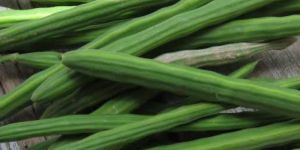 Fresh Green Drumstick