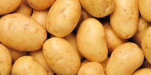 Fresh Brown Potato