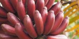 Fresh Red Banana
