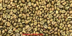 Robusta Coffee
