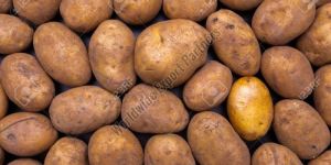 a Grade Brown Fresh Potato