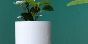 Satyaki Pipe Shaped White Ceramic Pot Planter 4H X 4D