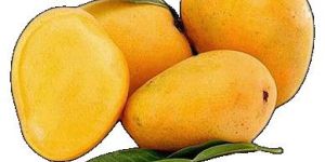 Neelam Mango Concentrate