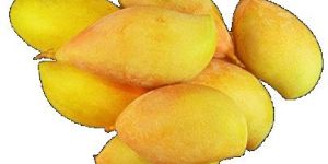 Totapuri Mango Concentrate