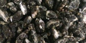 green cardamom seed joint