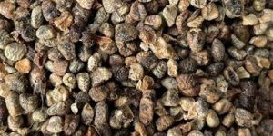 Green Cardmom Seed Single