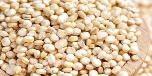 Quinoa Seeds