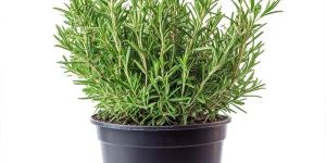 Rosemary Plant Sapling