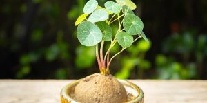 Stephania Erecta Plant