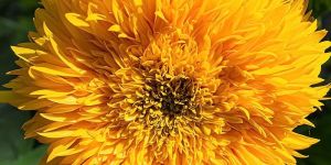 Sunflower Teddy Bear Helianthus Annuus Seeds (Hybrid) (20 Seeds)