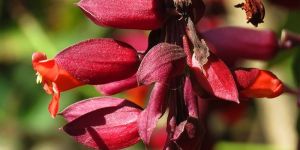 Thunbergia / Scarlet Clock Vine Rare Climber