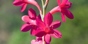 Tritonia Bulb Pink