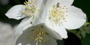 Tritonia Bulbs White