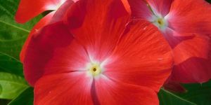 Vinca Pacifica XP Orange Seeds (Hybrid Imported) (25 Seeds)