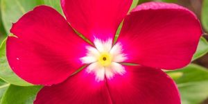 Vinca Pacifica XP Red Halo Seeds (Hybrid Imported) (25 Seeds)
