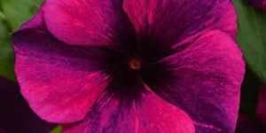 Vinca Tattoo Black Cherry Seeds (Hybrid Imported) (10 Seeds)