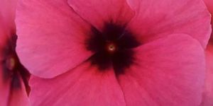 Vinca Tattoo Raspberry Seeds (Hybrid Imported) (10 Seeds)