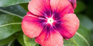 Vinca Tattoo Tangerine Seeds (Hybrid Imported) (10 Seeds)