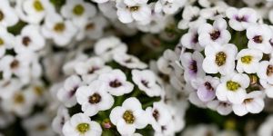 White Alyssum Seeds Hybrid F1 (50 Seeds)