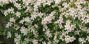 White Clematis Vine (Sapling)