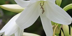 White Crinum Lily Color Bulb (Big Size)