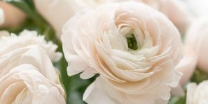 White Ranunculus Bulbs / Buttercup Flower Bulb