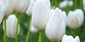 White Tulip Bulbs