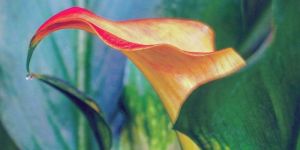 Yellow Calla Lily Bulb Imported