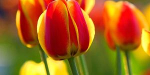 Yellow Orange Tulip Bulbs